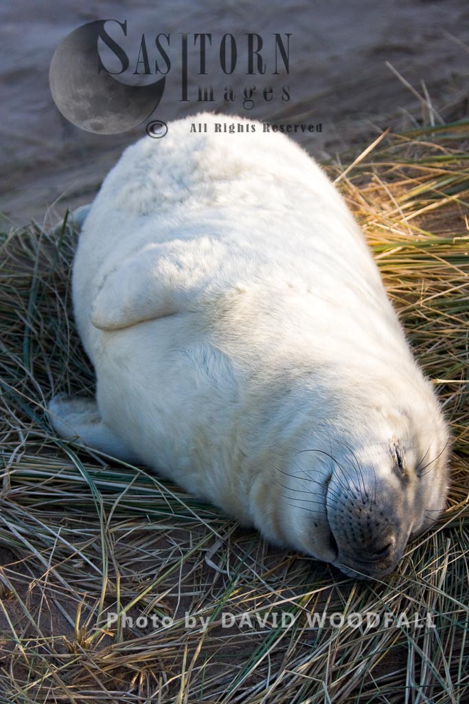 Grey Seal (Halichoerus grypus), a seal pup, Lincolnshire Wildlife Trust, Donna Nook, Lincolnshire
