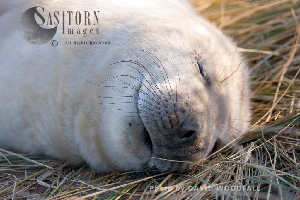 Grey Seal (Halichoerus grypus), a seal pup, Lincolnshire Wildlife Trust, Donna Nook, Lincolnshire