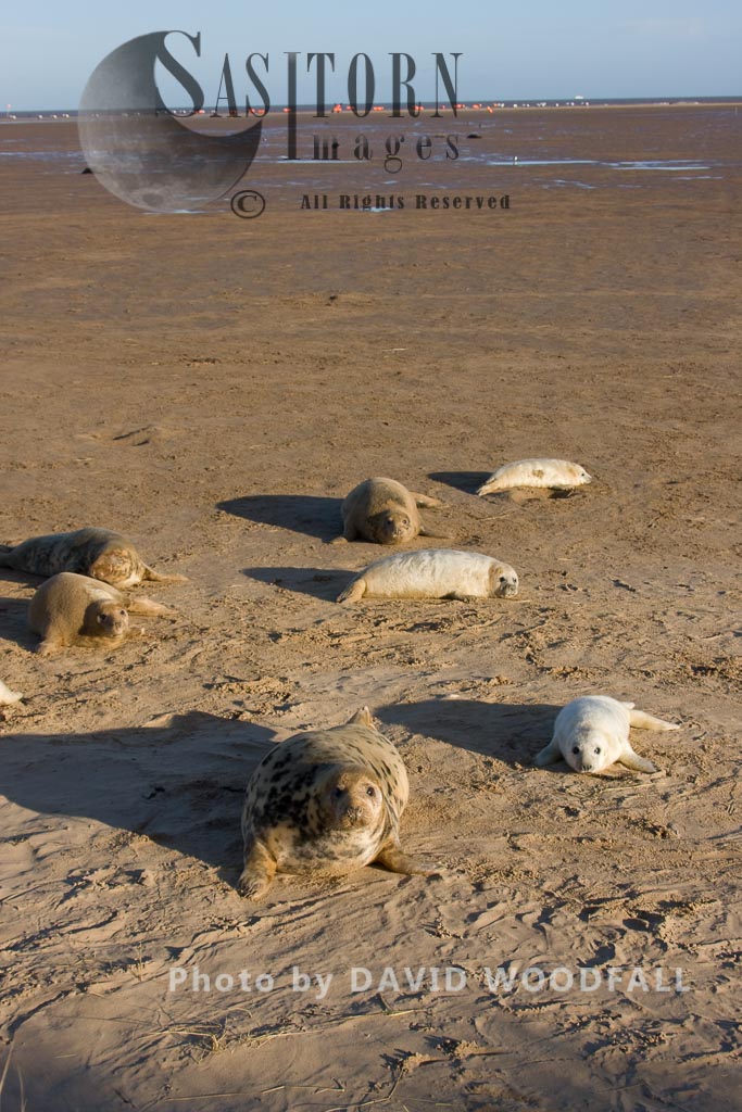 A colony of Grey Seals (Halichoerus grypus), Lincolnshire Wildlife Trust, Donna Nook, Lincolnshire