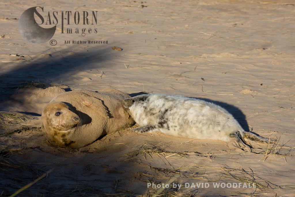 Grey Seals  (Halichoerus grypus), female and young, Lincolnshire Wildlife Trust, Donna Nook, Lincolnshire