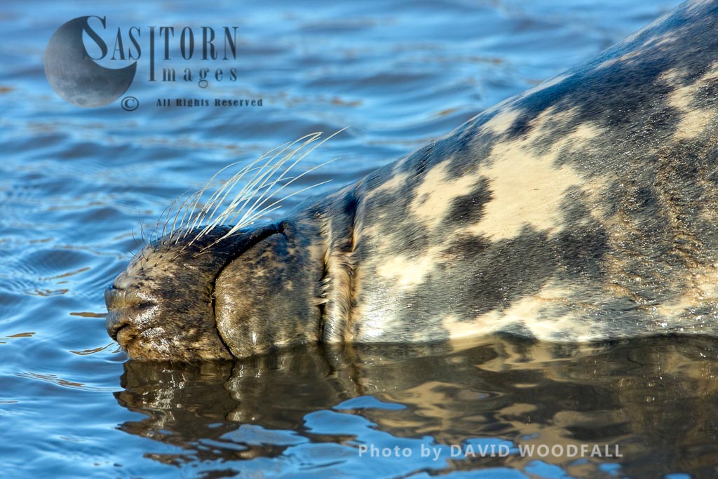 Grey Seal (Halichoerus grypus), close up of neck, Lincolnshire Wildlife Trust, Donna Nook, Lincolnshire