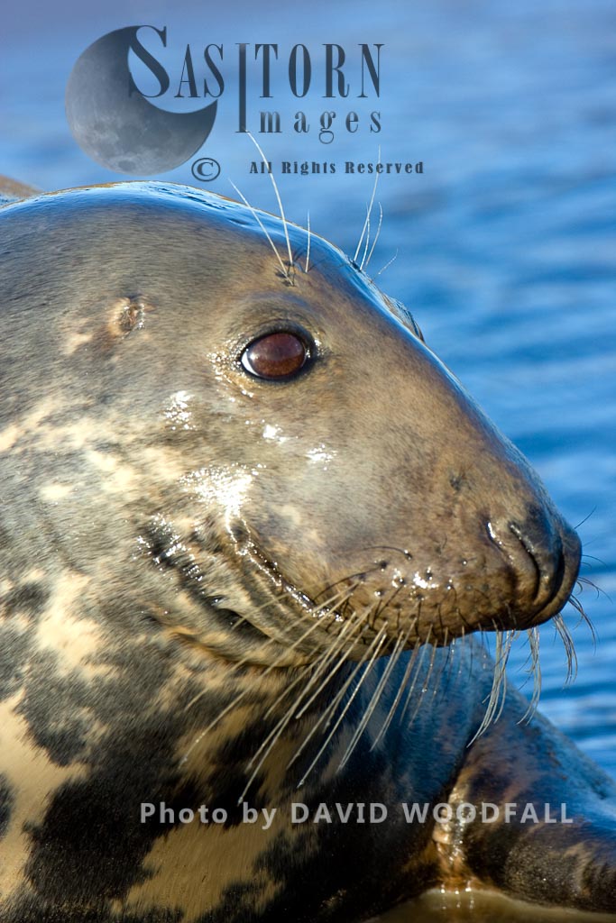 Grey Seal (Halichoerus grypus), close up of female cow face, Lincolnshire Wildlife Trust, Donna Nook, Lincolnshire