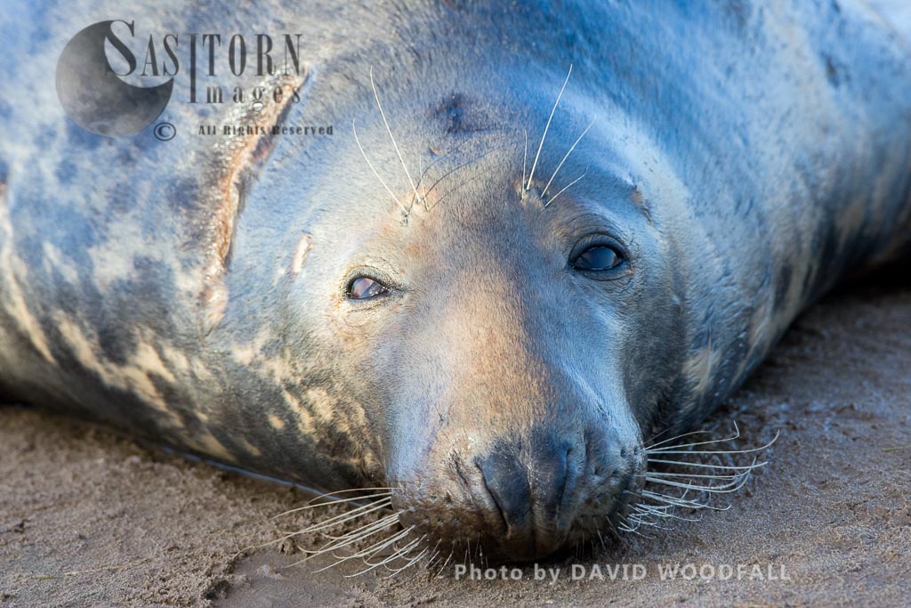 Grey Seal (Halichoerus grypus), close up of female cow face, Lincolnshire Wildlife Trust, Donna Nook, Lincolnshire
