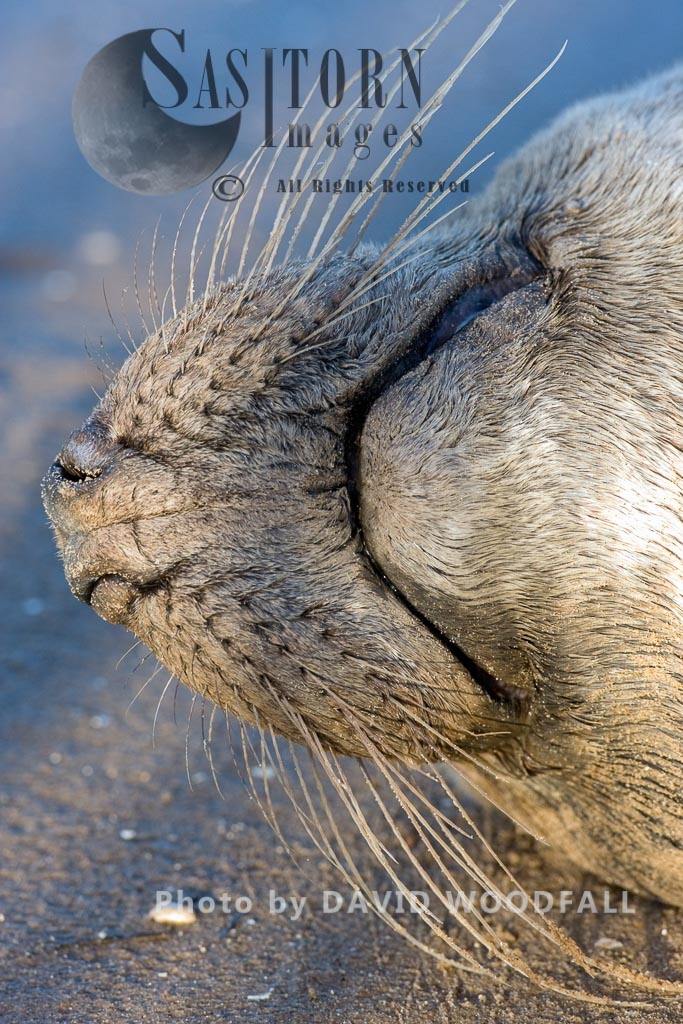 Grey Seal (Halichoerus grypus), big close up of chin and nose, Lincolnshire Wildlife Trust, Donna Nook, Lincolnshire