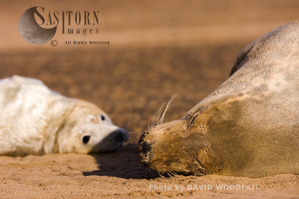 Grey Seal (Halichoerus grypus) female and pup, Lincolnshire Wildlife Trust, Donna Nook, Lincolnshire