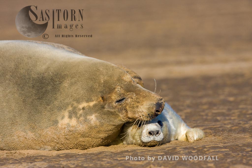 Grey Seal (Halichoerus grypus) female and pup, Lincolnshire Wildlife Trust, Donna Nook, Lincolnshire