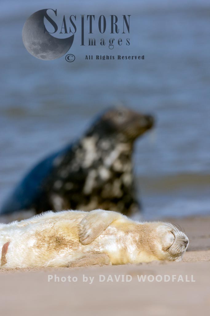 Grey Seal (Halichoerus grypus), pup resting Lincolnshire Wildlife Trust, Donna Nook, Lincolnshire