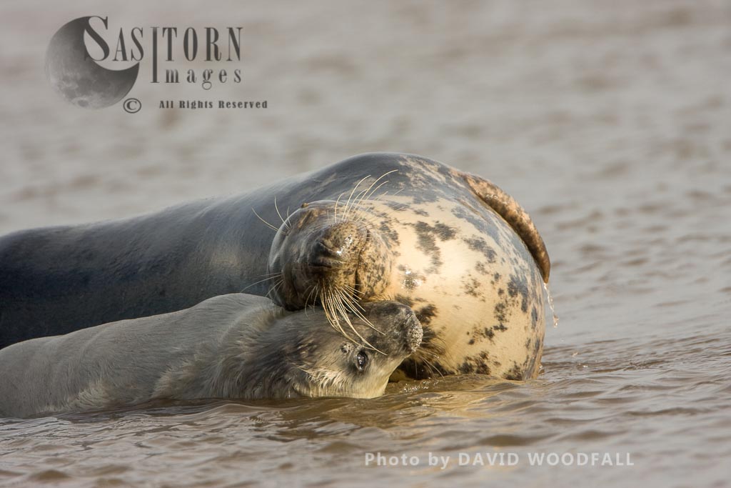 Grey Seals (Halichoerus grypus), cow and pup playing and grooming, Lincolnshire Wildlife Trust, Donna Nook, Lincolnshire