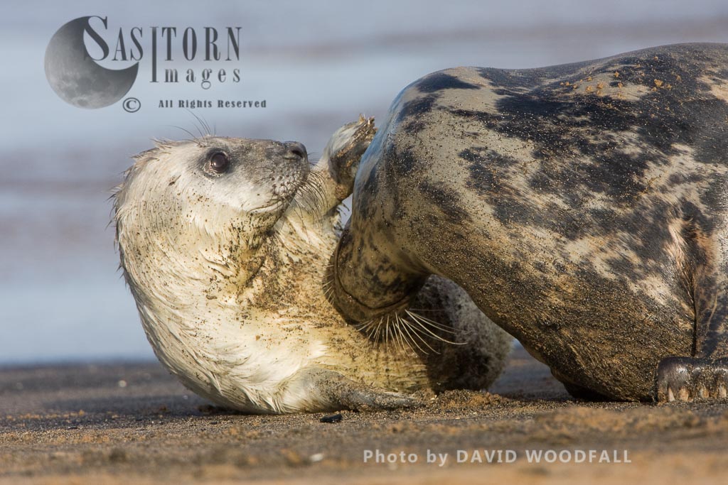 Grey Seals (Halichoerus grypus), cow and pup playing and grooming, Lincolnshire Wildlife Trust, Donna Nook, Lincolnshire