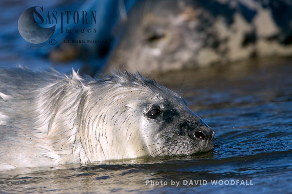 Grey Seal (Halichoerus grypus) pup, Lincolnshire Wildlife Trust, Donna Nook, Lincolnshire