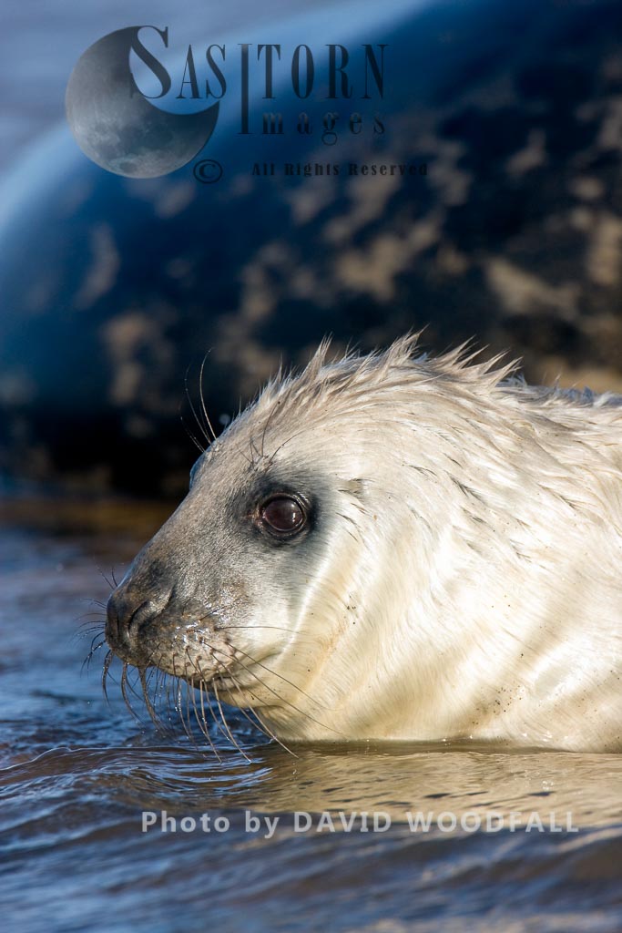 Grey Seal (Halichoerus grypus) pup, Lincolnshire Wildlife Trust, Donna Nook, Lincolnshire