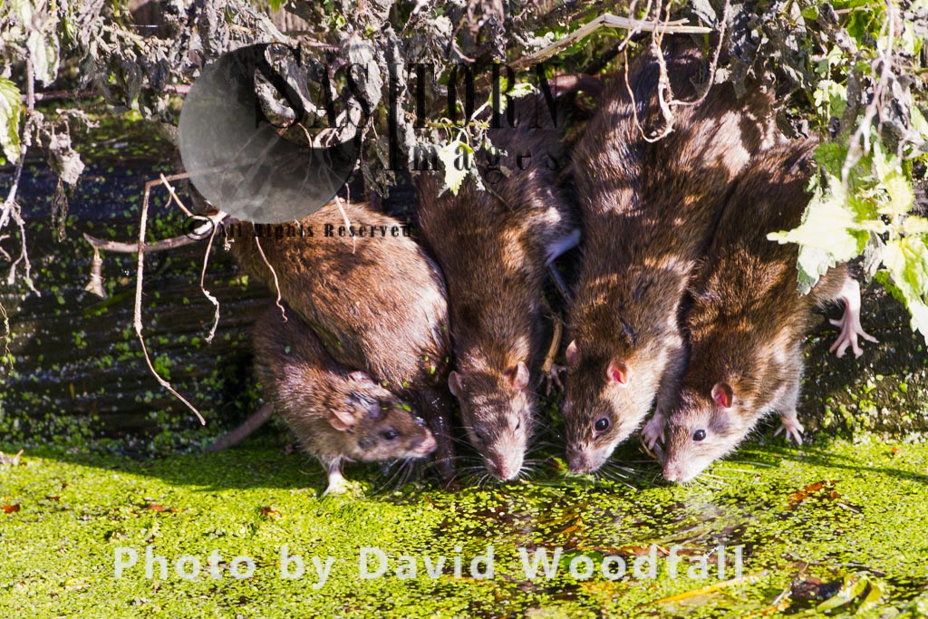 Brown Rats (Rattus norvegicus), Norfolk, England
