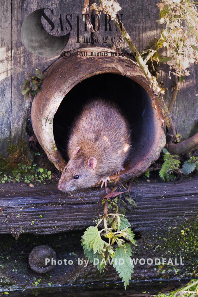 Brown Rats (Rattus norvegicus), Norfolk, England