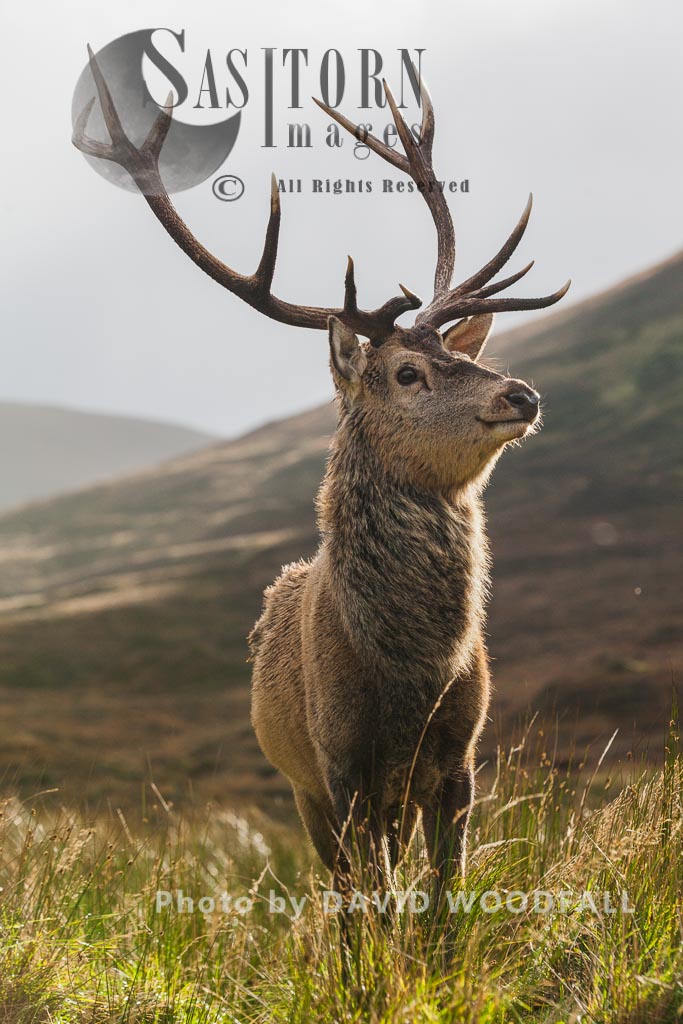 Red Deer (Cervus elaphus) on moorland and blanket bog, Alladale Wilderness Reserve, Allendale Estate, Highlands, Scotland