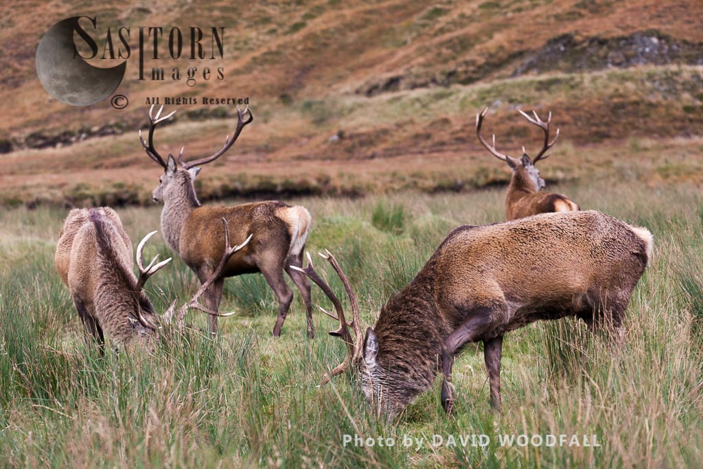 Red Deer (Cervus elaphus) on moorland and blanket bog, Alladale Wilderness Reserve, Allendale Estate, Highlands, Scotland