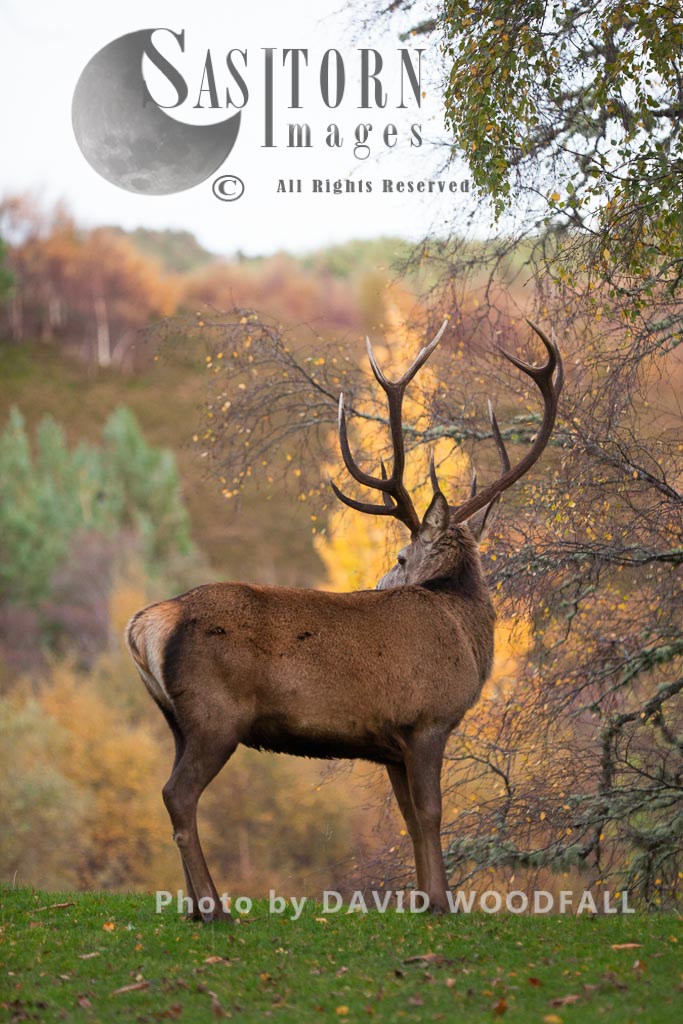 Red Deer (Cervus elaphus) on moorland and blanket bog, Alladale Wilderness Reserve, Allendale Estate, Highlands, Scotland Highlands, Scotland