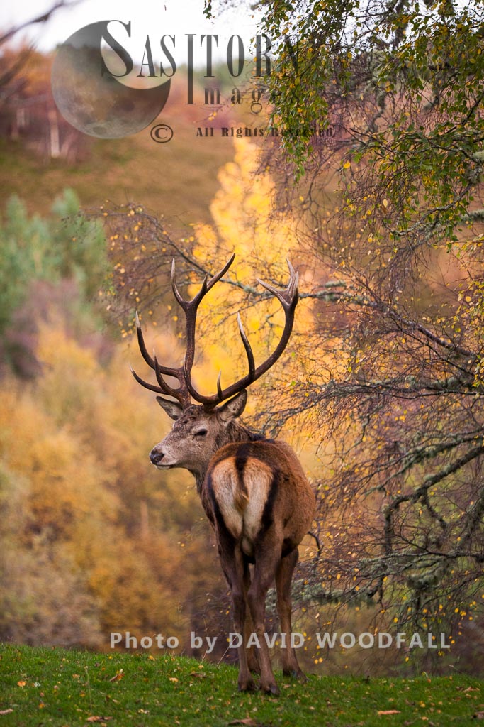 Red Deer (Cervus elaphus) on moorland and blanket bog, Alladale Wilderness Reserve, Allendale Estate, Highlands, Scotland Highlands, Scotland