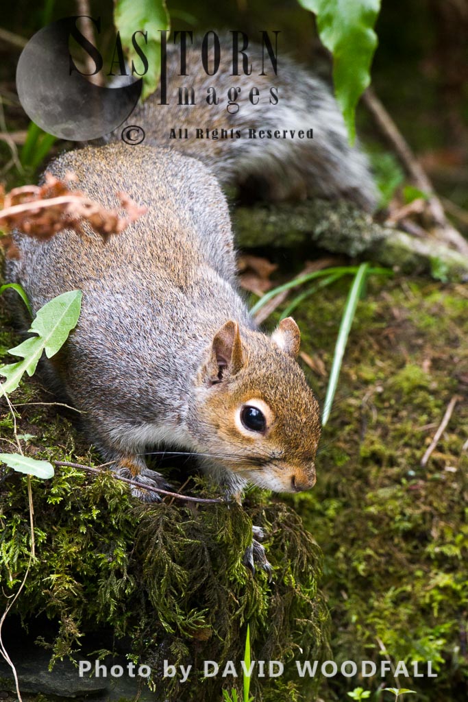 Grey Squirrel (Scuirius carolinensis), non native, introduced species, a threat to the survival of the native Red Squirrel
