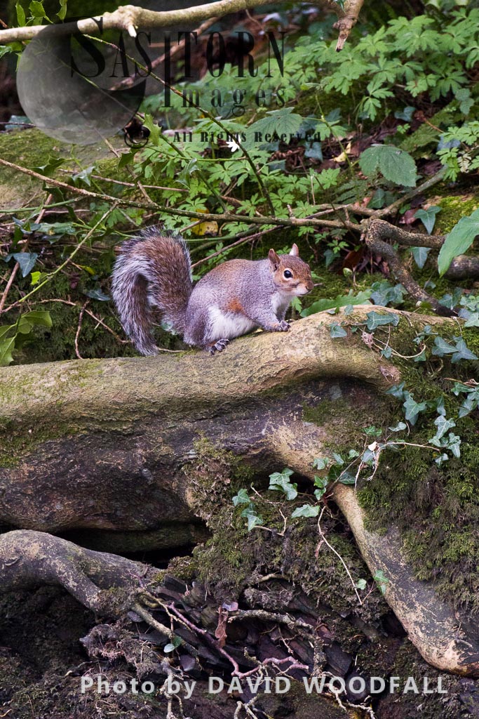 Grey Squirrel (Scuirius carolinensis), non native, introduced species, a threat to the survival of the native Red Squirrel