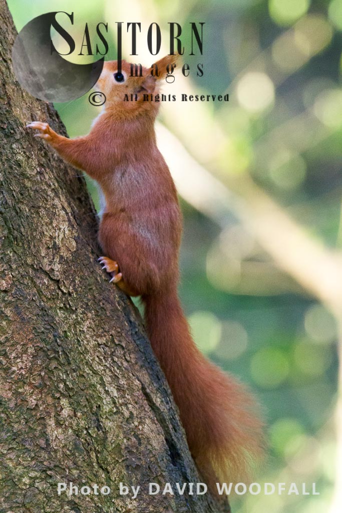 Eurasian Red Squirrel (Sciurus vulgaris), HPB Henllys, north-west coast of Wales, the Isle of Anglesey