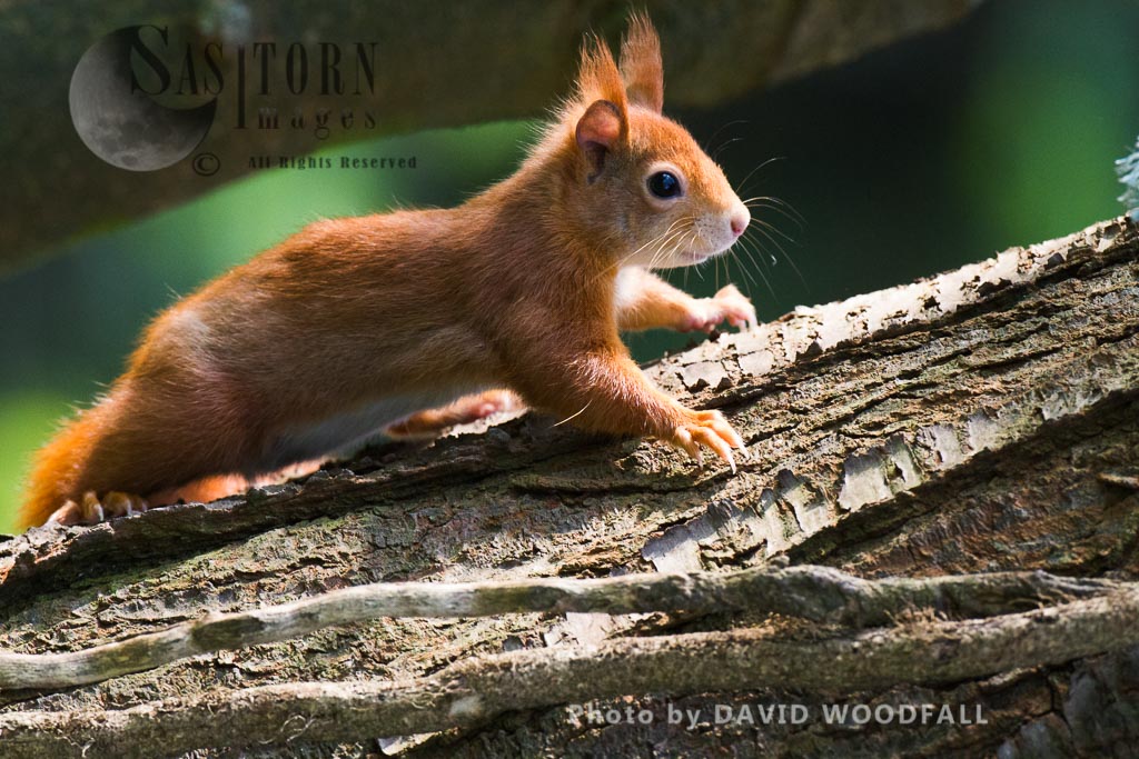 Eurasian Red Squirrel (Sciurus vulgaris), HPB Henllys, north-west coast of Wales, the Isle of Anglesey 