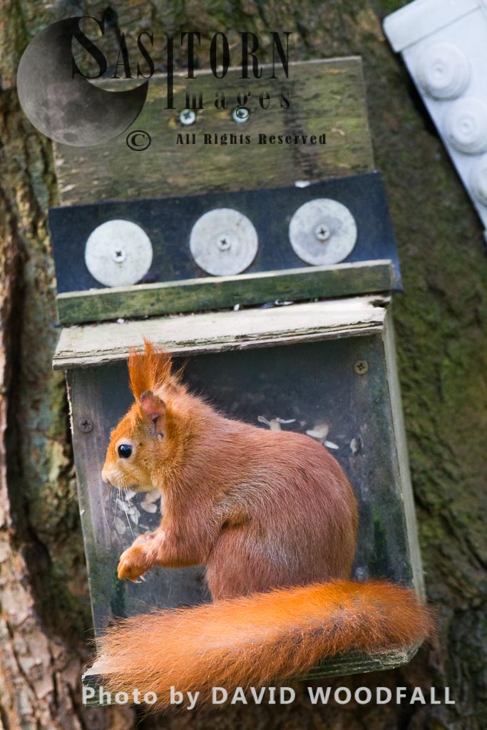 Eurasian Red Squirrel (Sciurus vulgaris), HPB Henllys, north-west coast of Wales, the Isle of Anglesey 