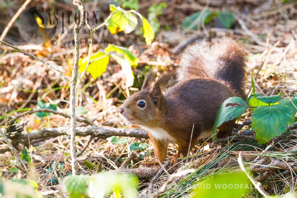 Eurasian Red Squirrel (Sciurus vulgaris), HPB Henllys, north-west coast of Wales, the Isle of Anglesey