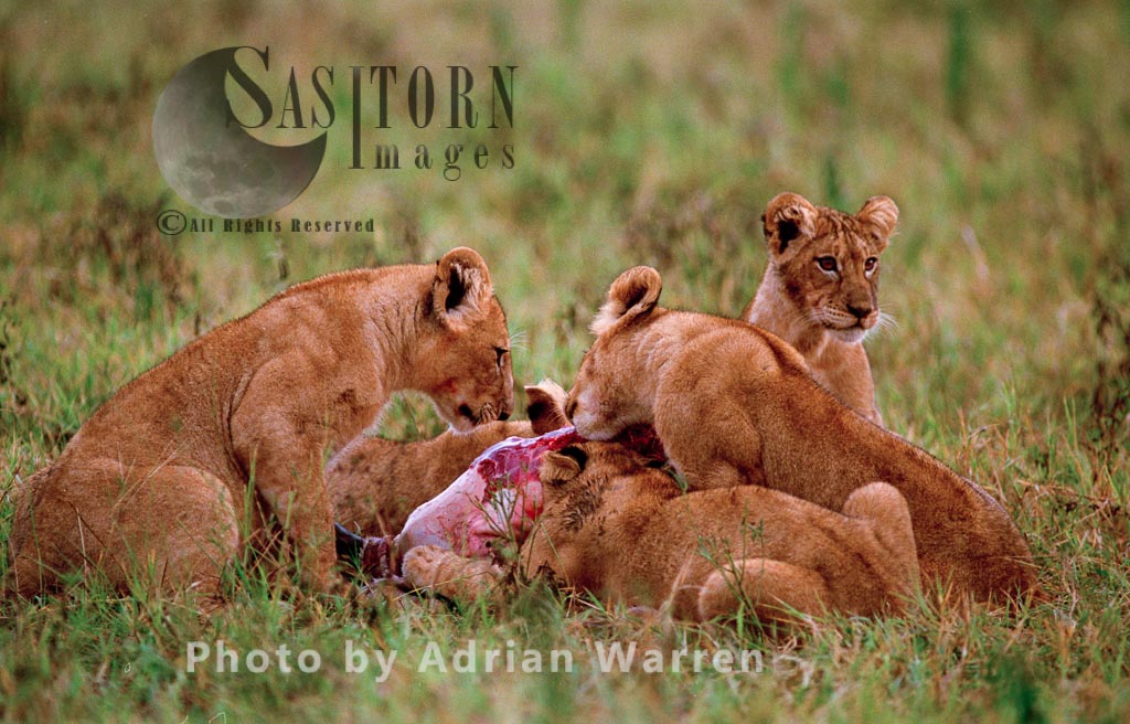 Lion (Panthera leo), lionesses and a cub feeding on a kill, Akagera National Park, Rwanda
