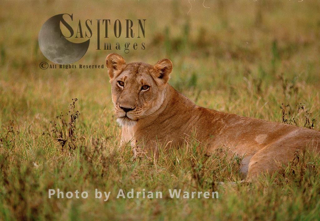 Lion (Panthera leo), Akagera National Park, Rwanda