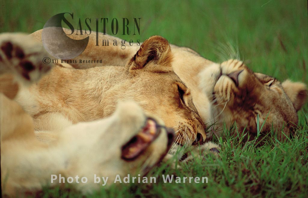 Lion (Panthera leo), Akagera National Park, Rwanda