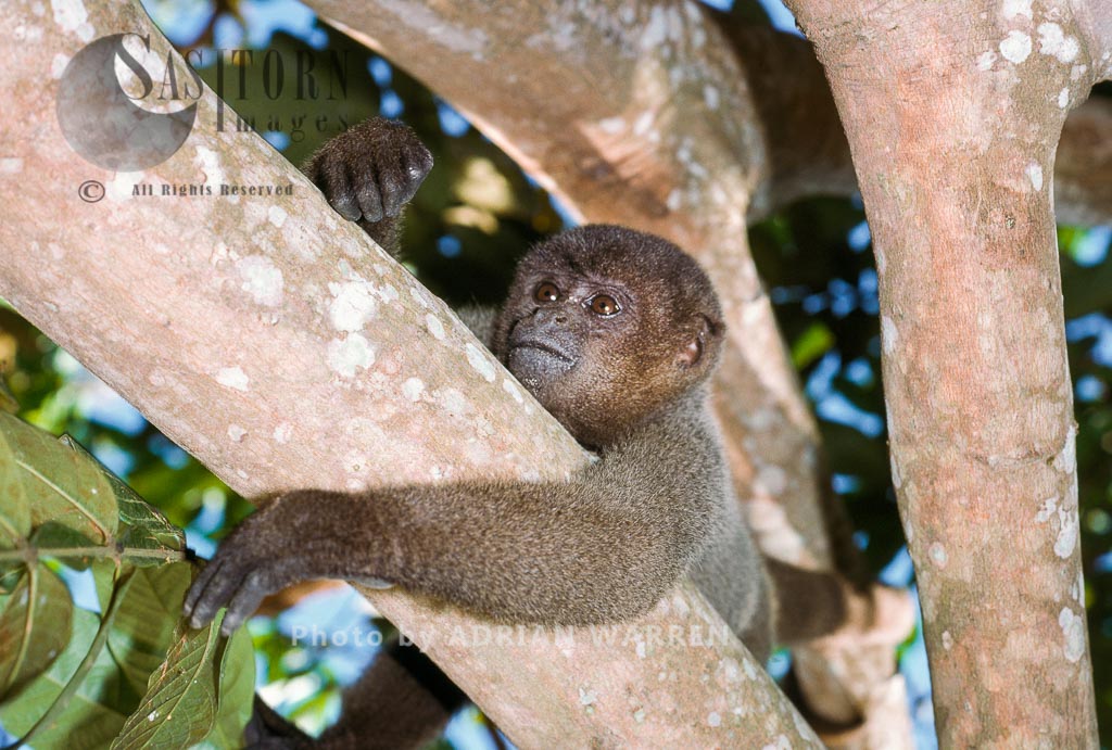 Woolly Monkey (Lagothrix lagothricha), Rio Jurua, Brazil