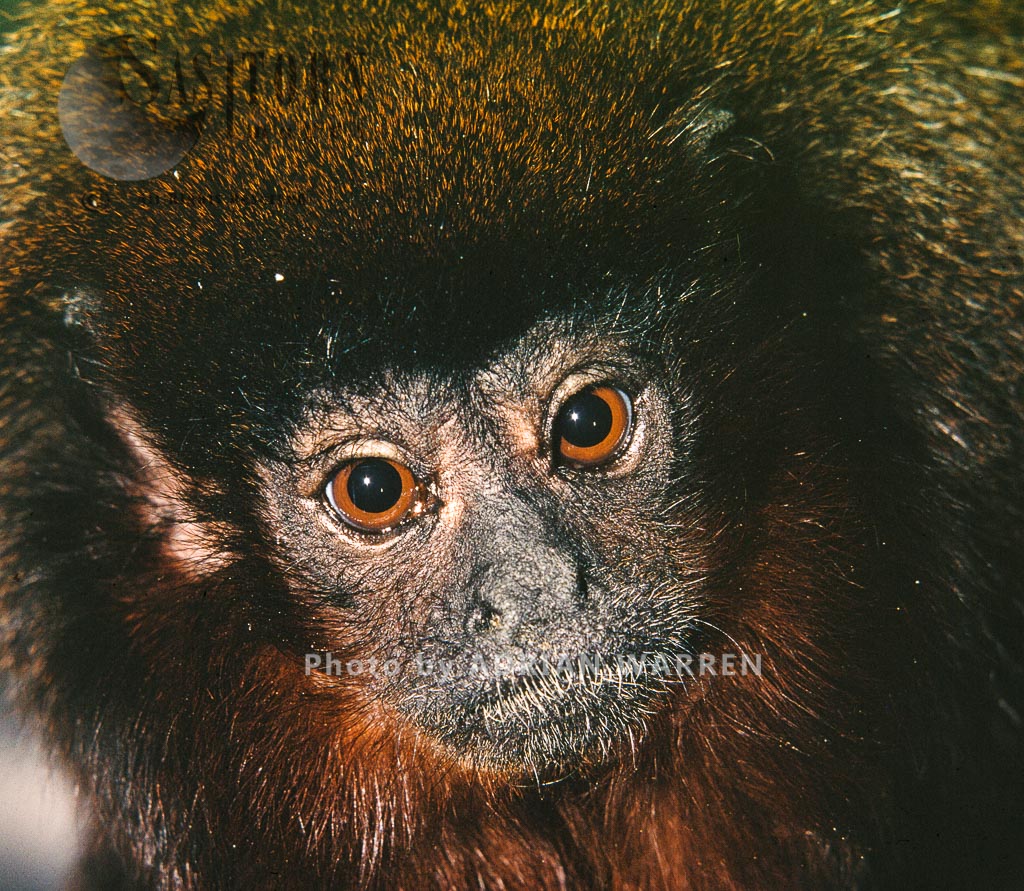 Red Howler Monkey (Alouatta seniculus), Llanos, Venezuela