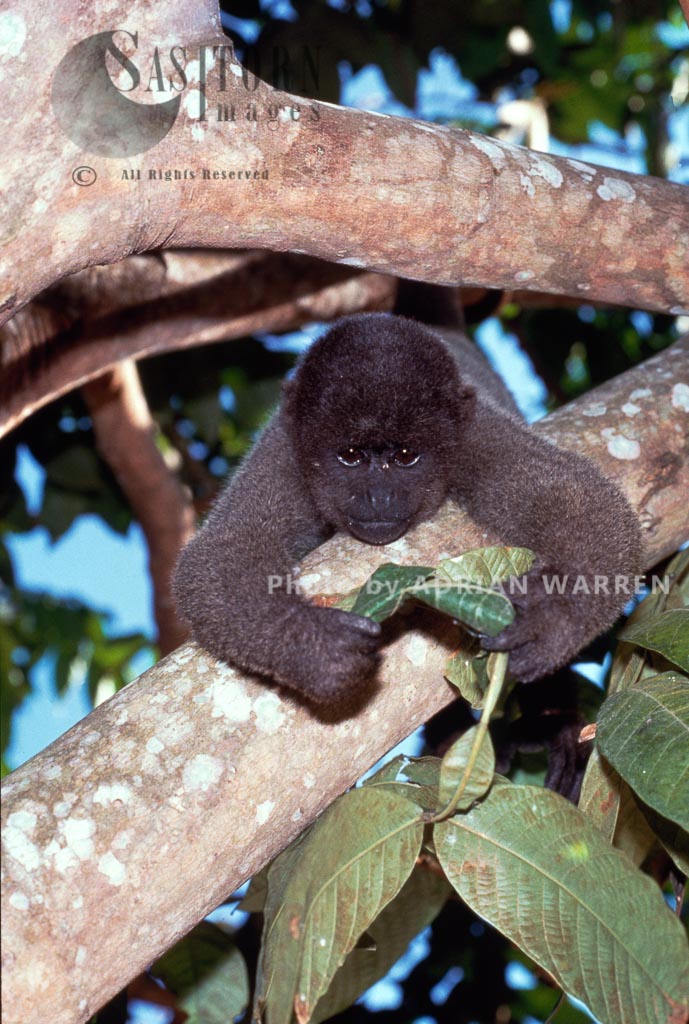 Woolly Monkey (Lagothrix lagothricha), Rio Jurua, Brazil