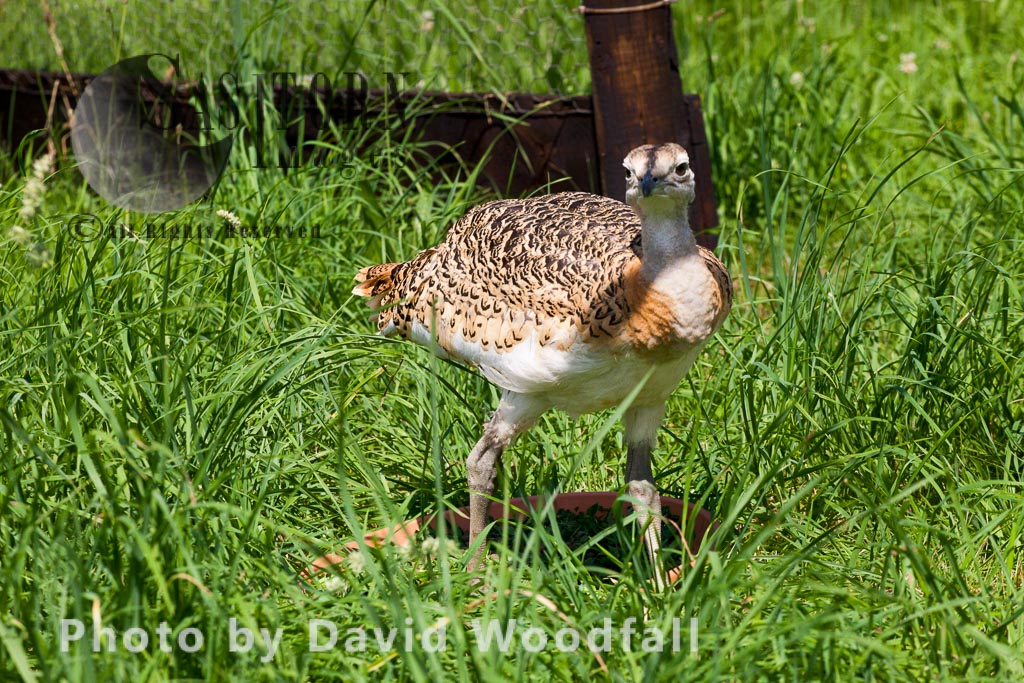 Great Bustard chicks (Otis tarda), part of the Great Bustard Group reintroduction project hand rearing and releasing into wild to create a sustainable population. Wiltshire, England