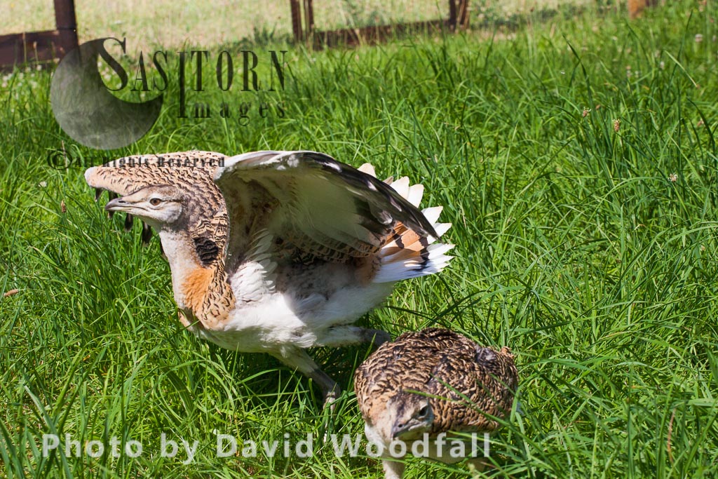 Great Bustard chicks (Otis tarda), part of the Great Bustard Group reintroduction project hand rearing and releasing into wild to create a sustainable population. Wiltshire, England