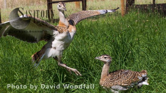Great Bustard Project