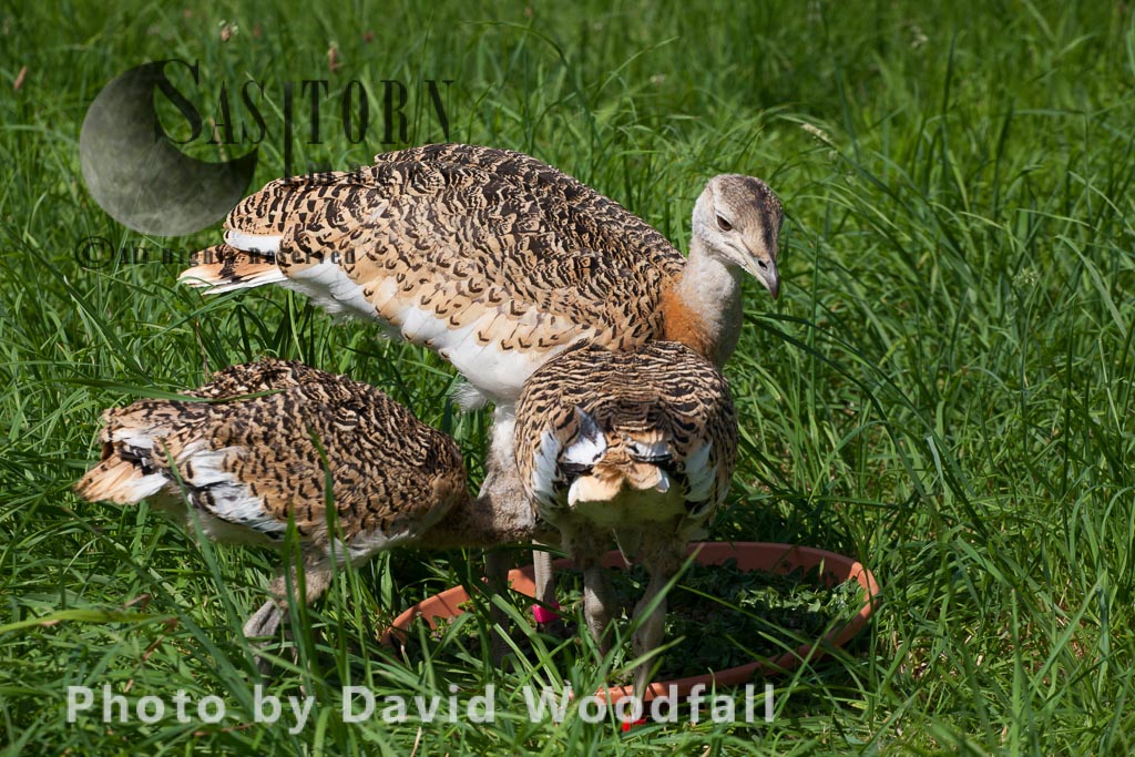 Great Bustard chicks (Otis tarda), part of the Great Bustard Group reintroduction project hand rearing and releasing into wild to create a sustainable population.
