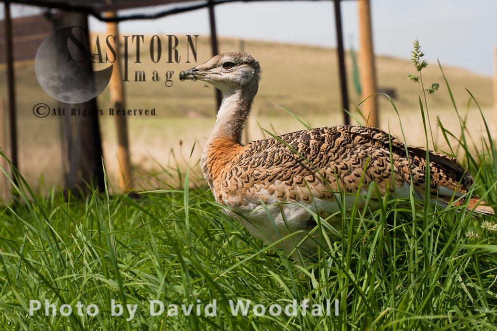 Great Bustard chicks (Otis tarda), part of the Great Bustard Group reintroduction project hand rearing and releasing into wild to create a sustainable population.