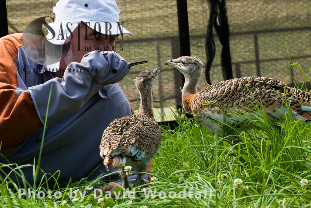 Great Bustard chicks (Otis tarda ) being fed with Lucerne leaves, the Great Bustard Group research work with David Waters