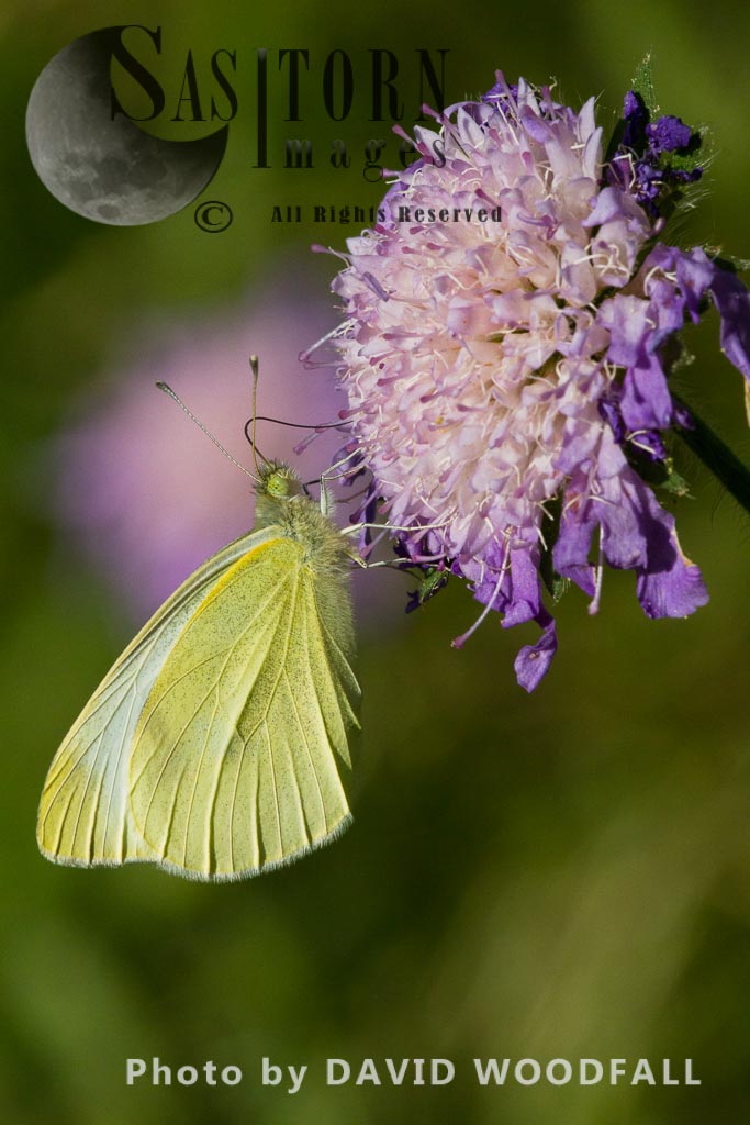 Cabbage white Butterfly (Pieris rapae) on Field Scabious flower (Knautia arvensis )