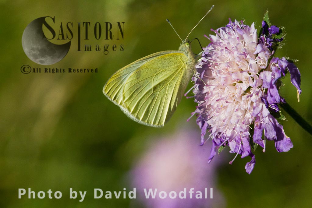 Cabbage white Butterfly (Pieris rapae) on Field Scabious flower (Knautia arvensis )