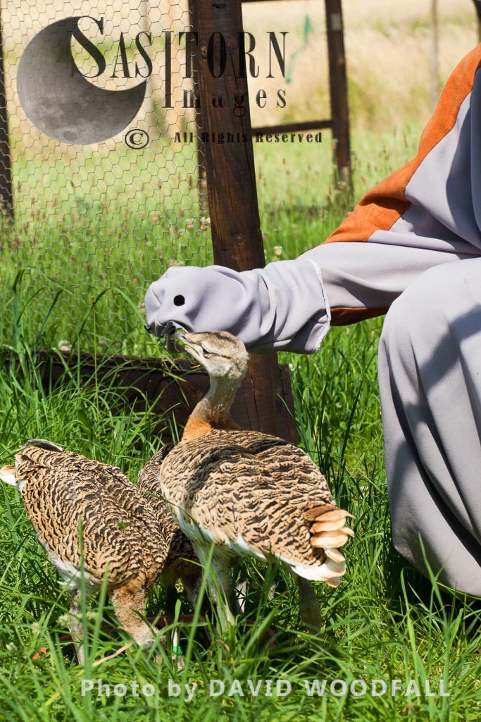 Great Bustard chicks (Otis tarda ) being fed with Lucerne leaves, the Great Bustard Group research work with David Waters