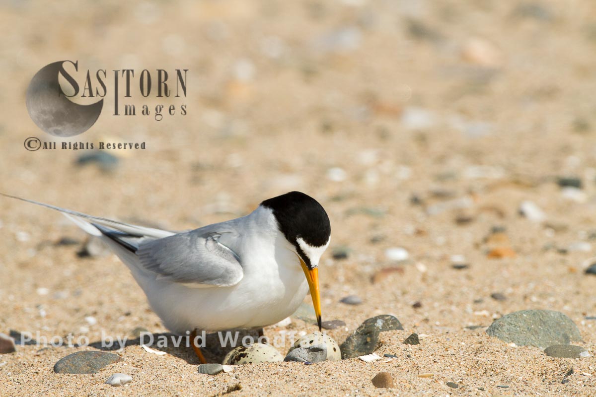 Little Tern (Sterna albifrons) female approaching nest on beach, Berneray, North Uist, Outer Hebrides