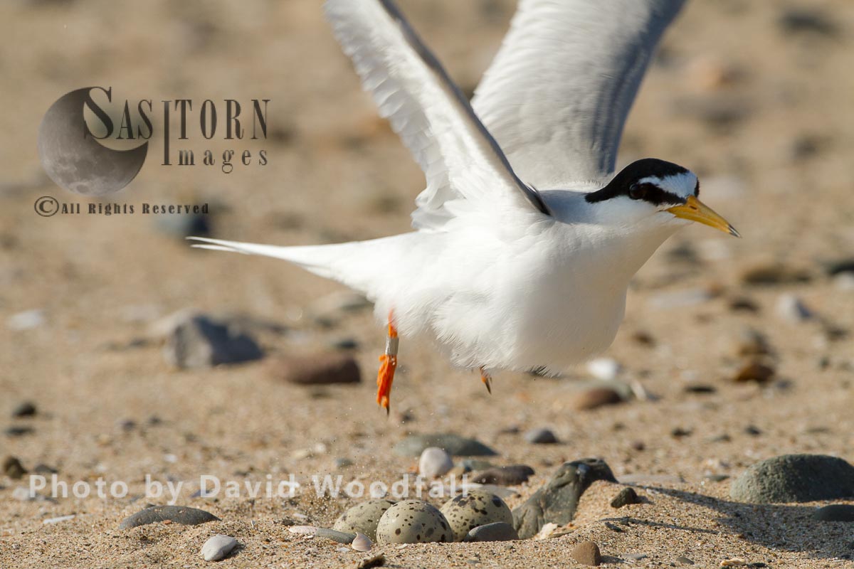Little Tern (Sterna albifrons) female inflight from nest, Berneray, North Uist, Outer Hebrides