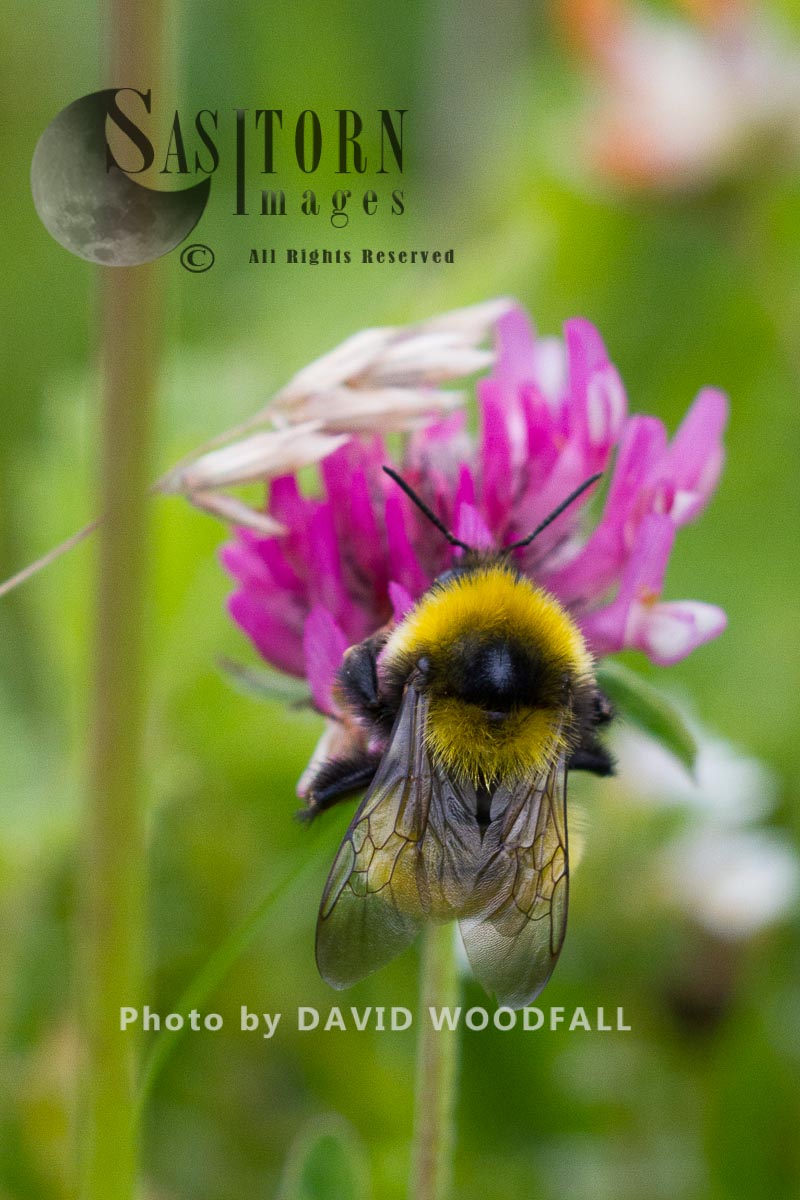 Queen Greater Yellow Bumble Bee (Bombus distenguendus) endemic bee flying from red clover on Machair, Berneray, North Uist, Outer Hebrides