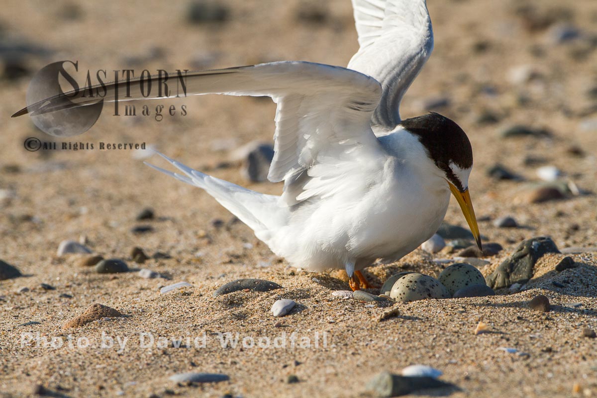 Little Tern (Sterna albifrons) female arriving at nest ready to brood, Berneray, North Uist, Outer Hebrides