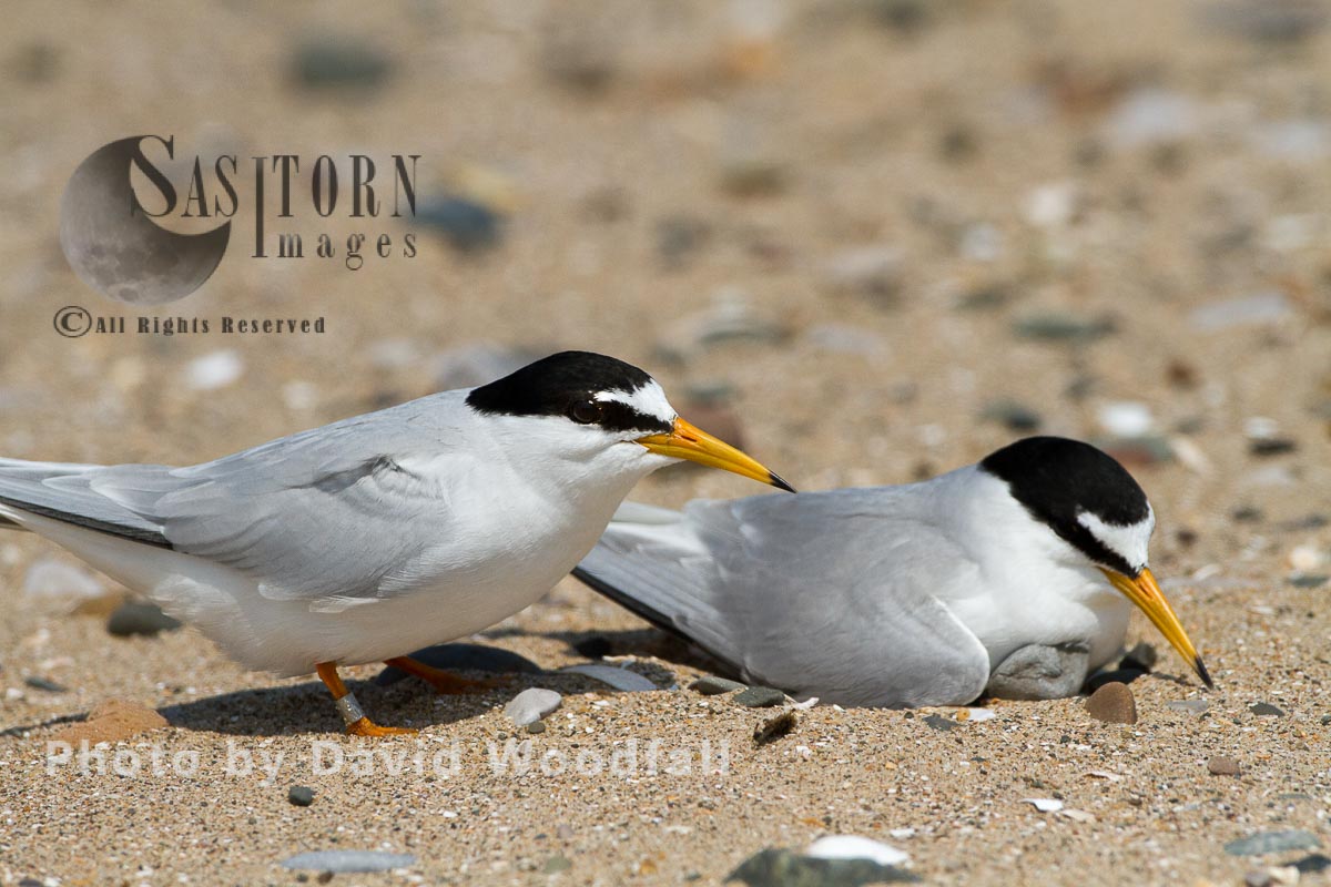 Pair of Little Terns (Sterna albifrons) at nest  on beach, Berneray, North Uist, Outer Hebrides, Scotland