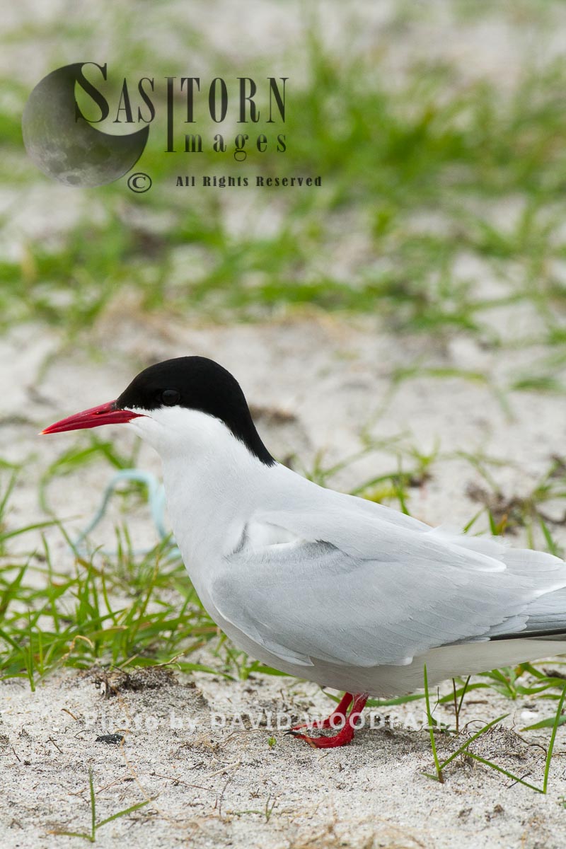 Arctic Tern (Sterna paradisaea) at the nest in cultivated machair, Berneray, North Uist