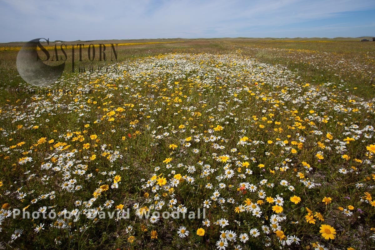 Scentless Mayweed growing on cultivated machair