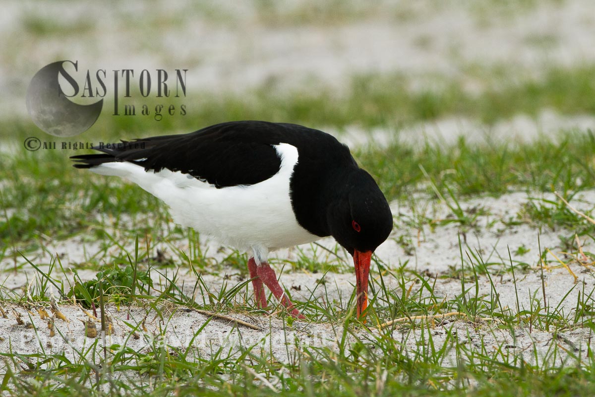 Oystercatcher  feeding on cultivated machair (with Black Oats). Berneray, North Uist